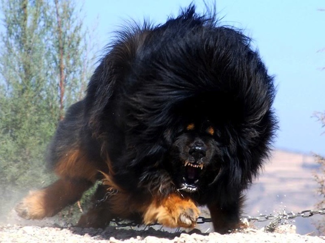 Angry Tibetan Mastiff Dog