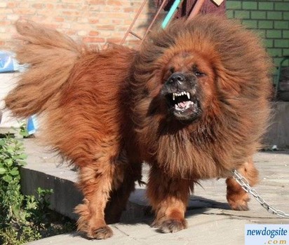 Angry Tibetan Mastiff Puppy