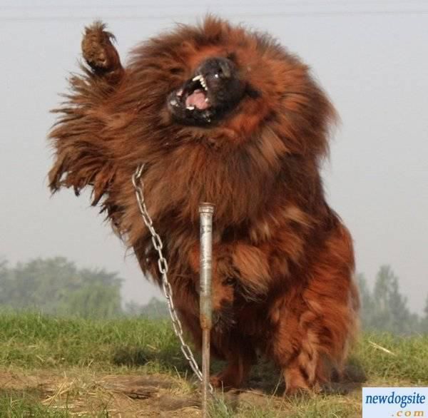 Angry Tibetan Mastiff