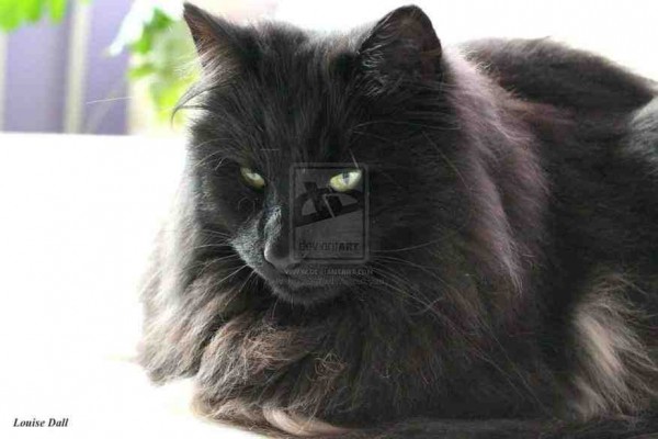 Awesome Black Norwegian Forest Cat