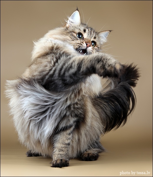 Awesome Norwegian Forest Cat