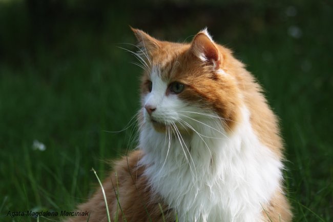 Awesome Orange And White Norwegian Forest Cat