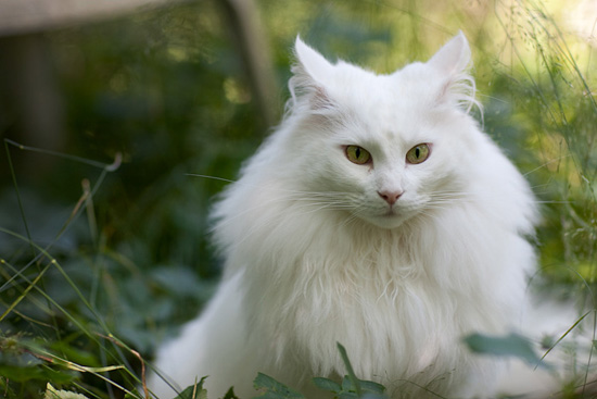 Awesome White Norwegian Forest Cat