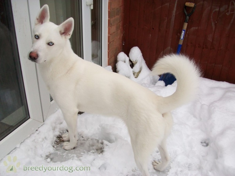 Awesome White Siberian Husky Dog
