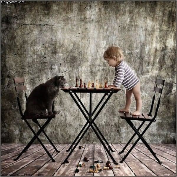 Baby Playing Chess With Cat Funny Picture