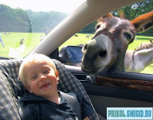 Baby Smiling With Donkey Funny Picture