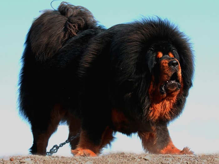 Black Tibetan Mastiff Dog
