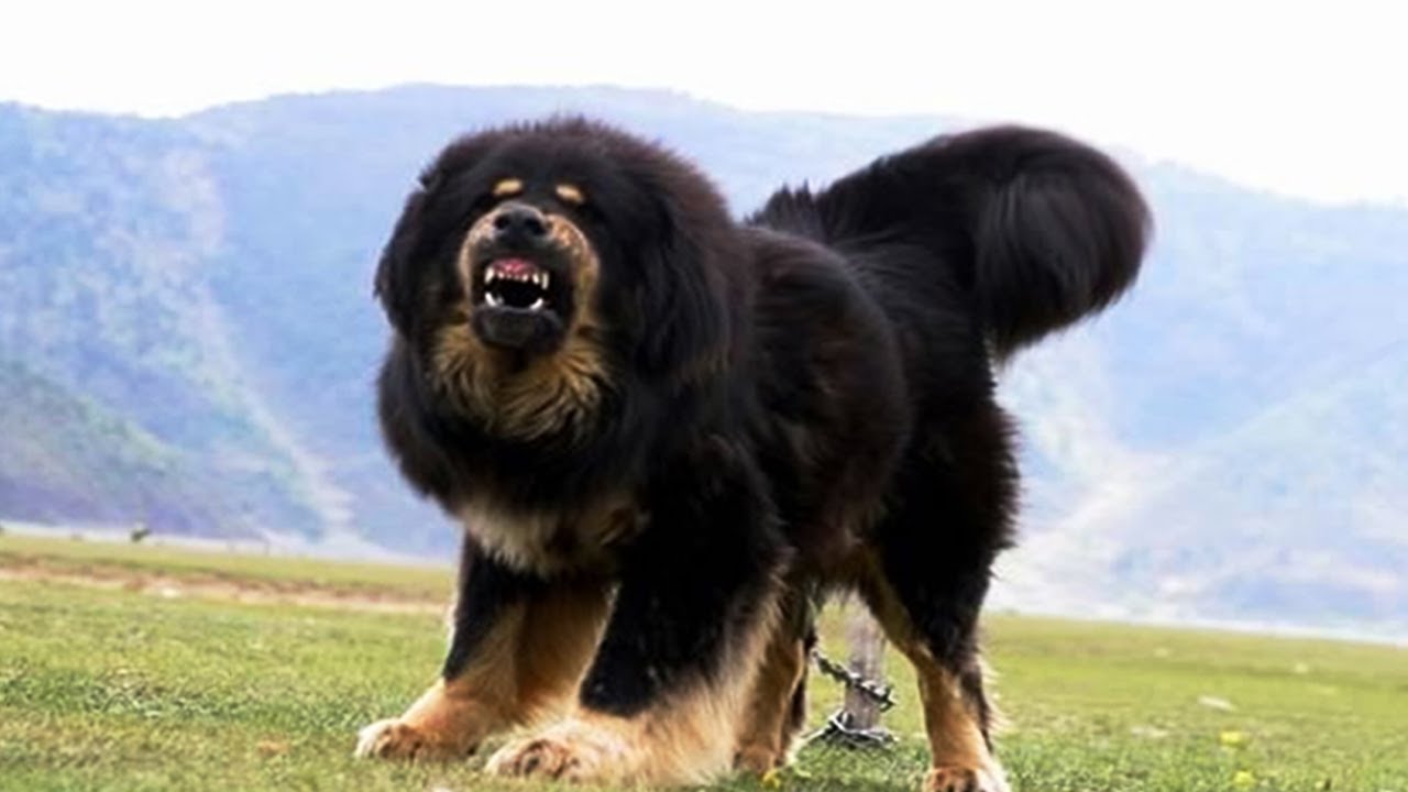 Barking Tibetan Mastiff Dog