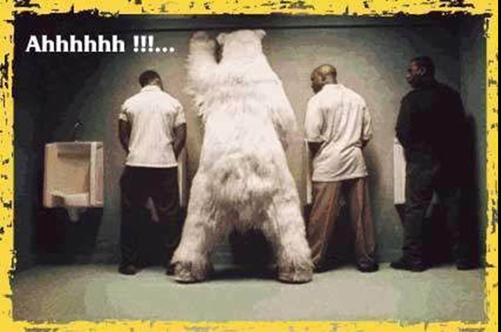 Bear In Toilet Funny Pee Image