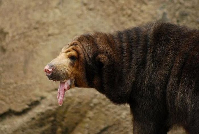 Bear Long Tongue Funny Picture
