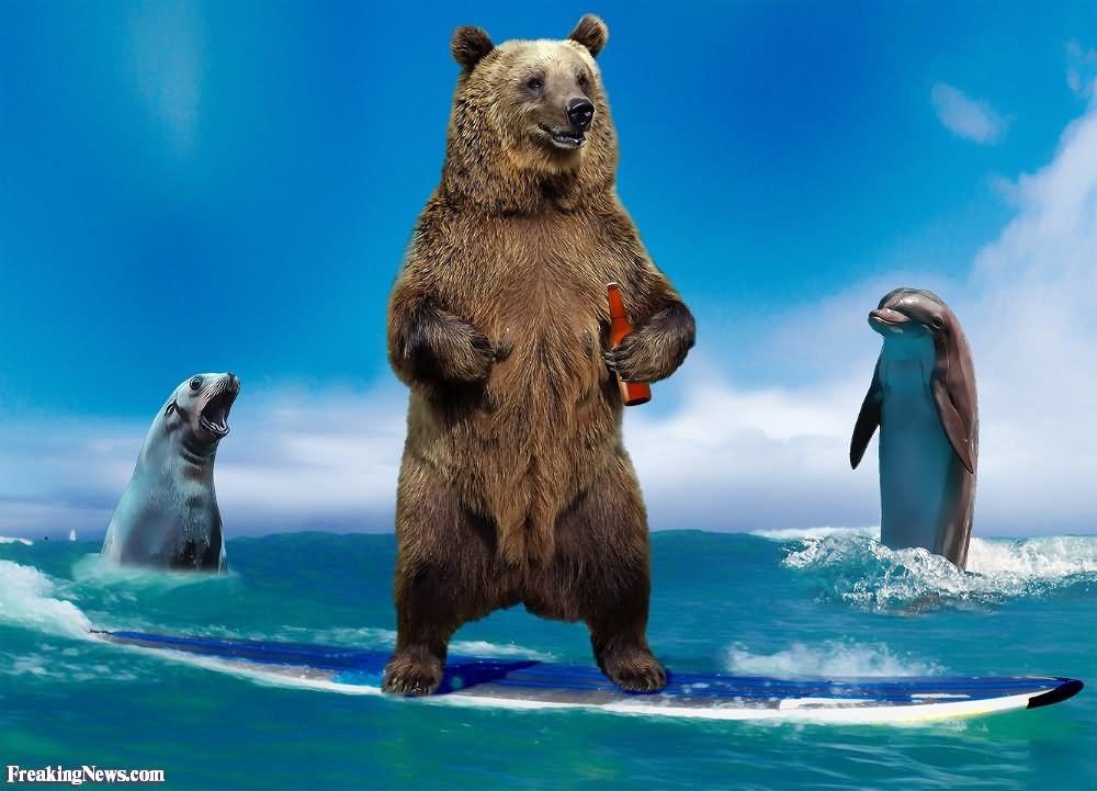 Bear Surfing Funny Picture