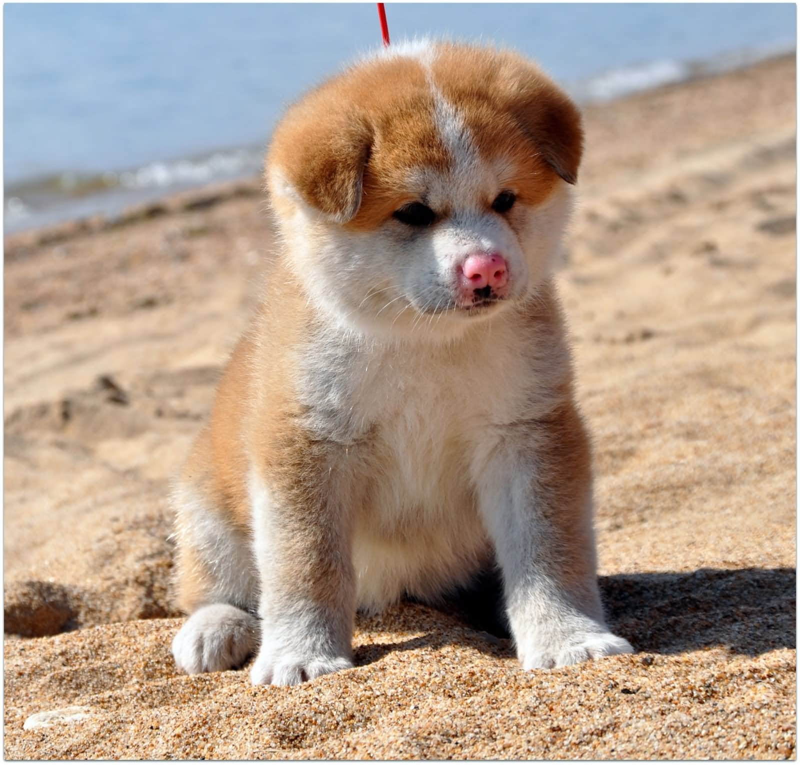 Beautiful Akita Puppy Sitting On Sand