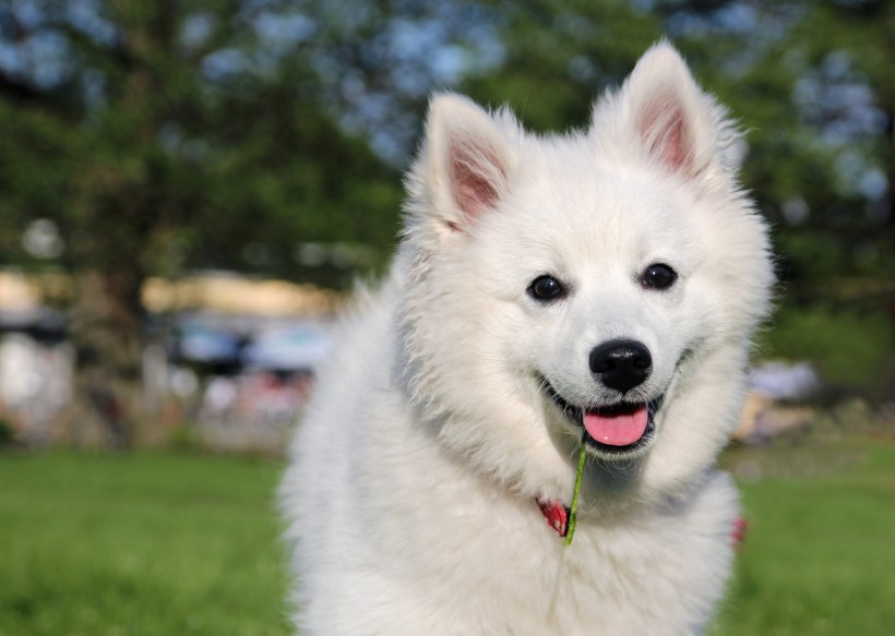 Beautiful American Eskimo Dog Looking At You