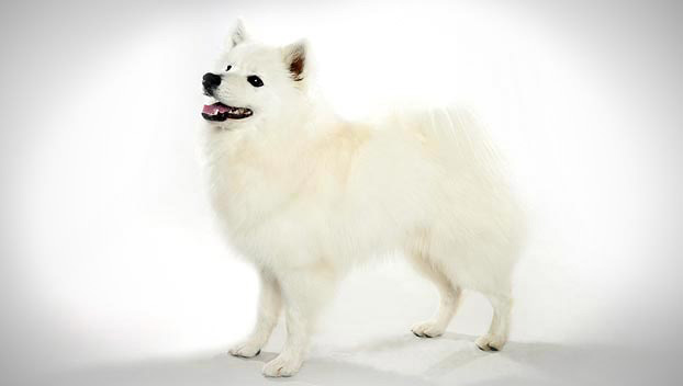Beautiful American Eskimo Dog Picture