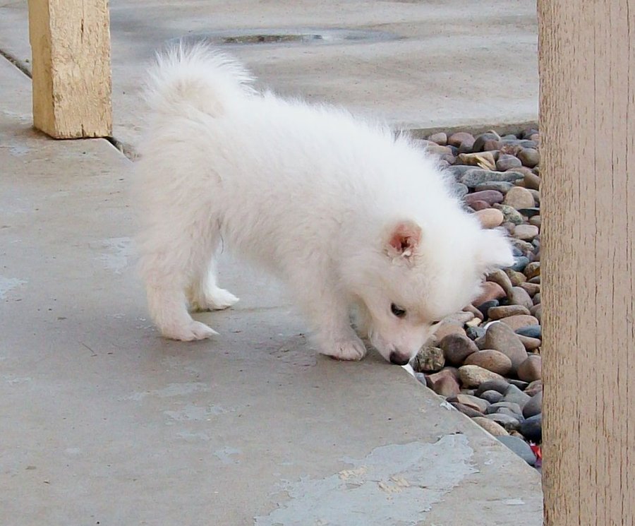 Beautiful American Eskimo Puppy Photo