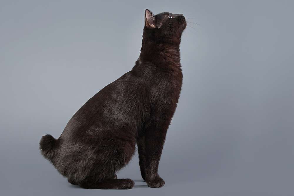 Beautiful Black Manx Cat Sitting