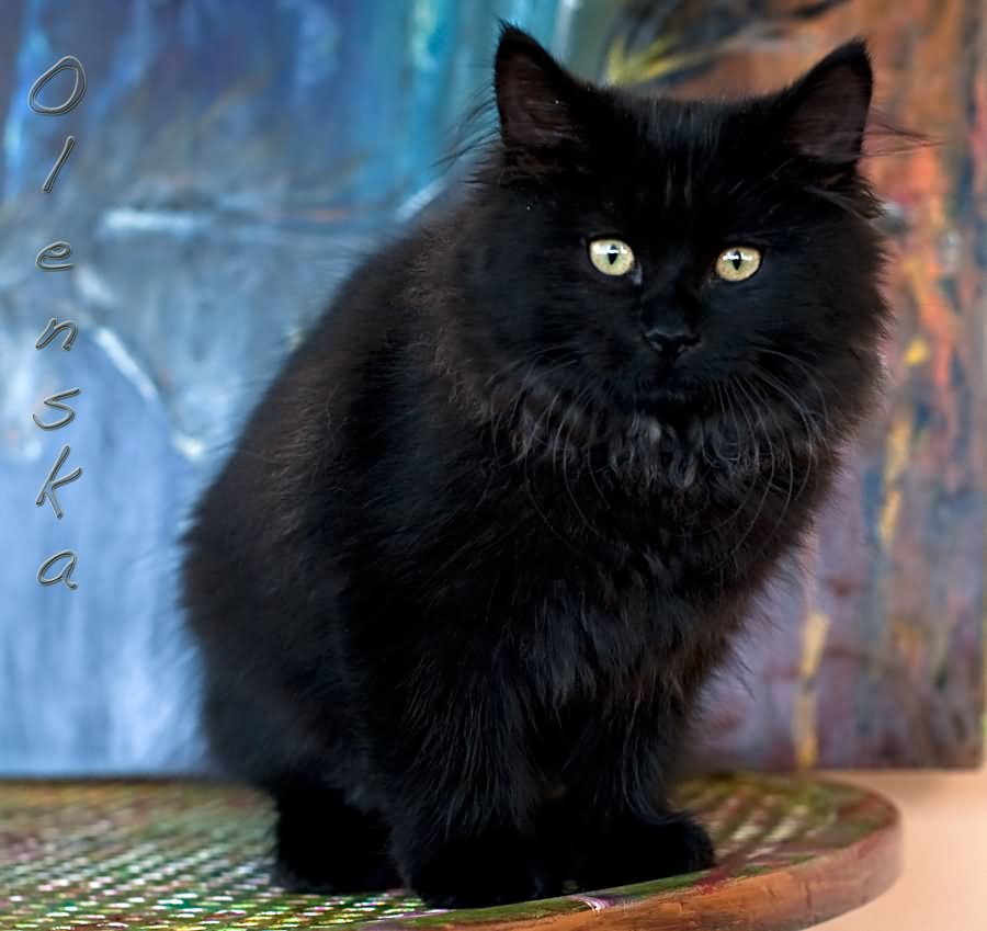 Beautiful Black Siberian Cat Sitting