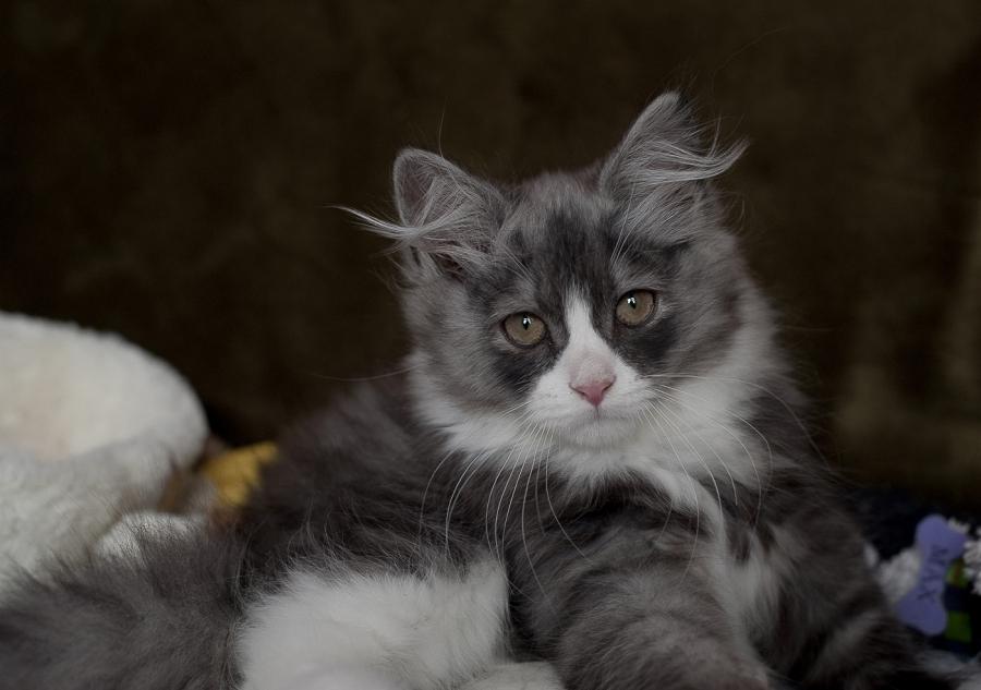 Beautiful Grey And White Siberian Cat