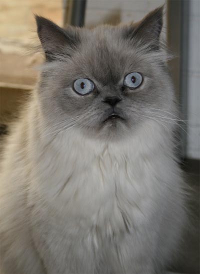 Beautiful Grey Himalayan Cat