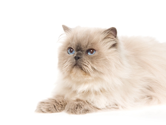 50+ Very Beautiful Himalayan Cat Pictures And Images