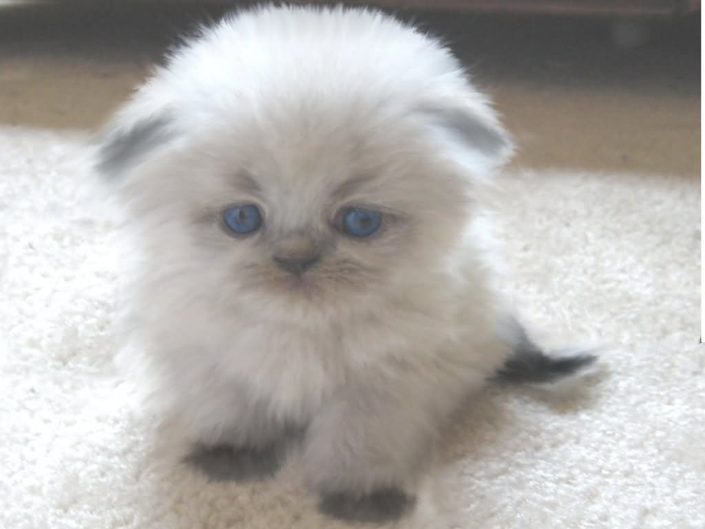 25 Very Cute Himalayan Kitten Photos And Pictures