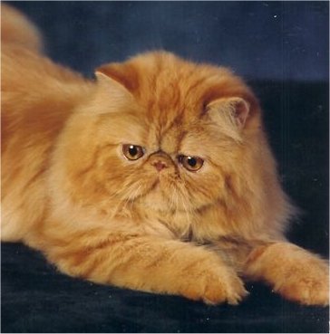 Beautiful Long Hair Orange Himalayan Cat
