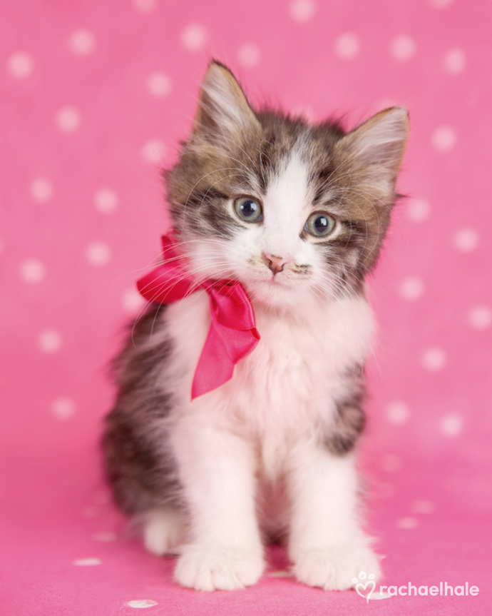 Beautiful Manx Kitten Wearing Pink Bow