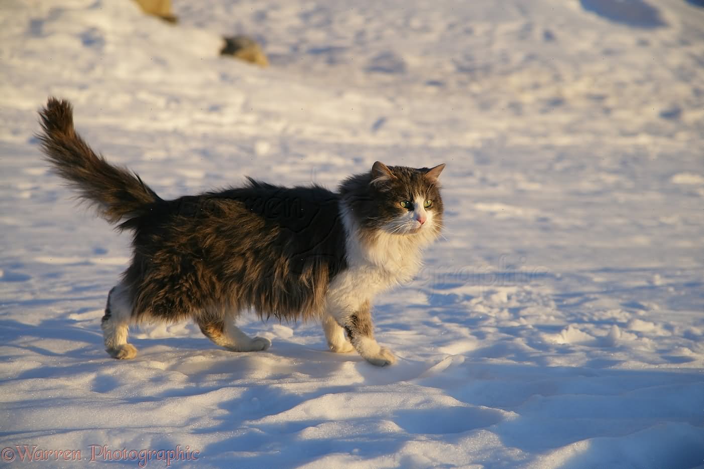 Beautiful Norwegian Forest Cat Walking On Snow