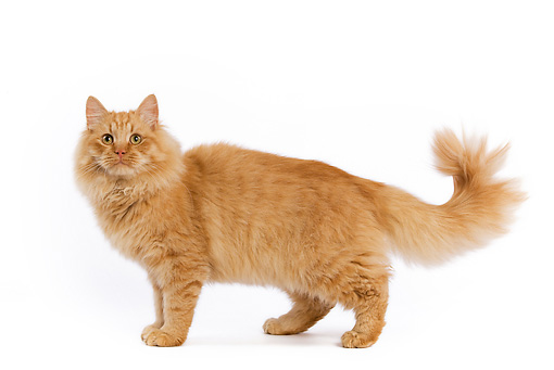 Beautiful Orange Siberian Cat Picture