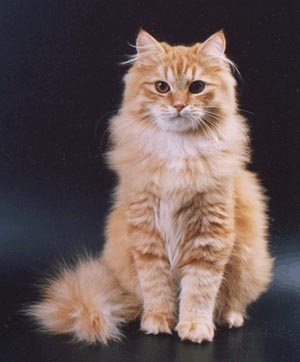 Beautiful Orange Siberian Cat Sitting