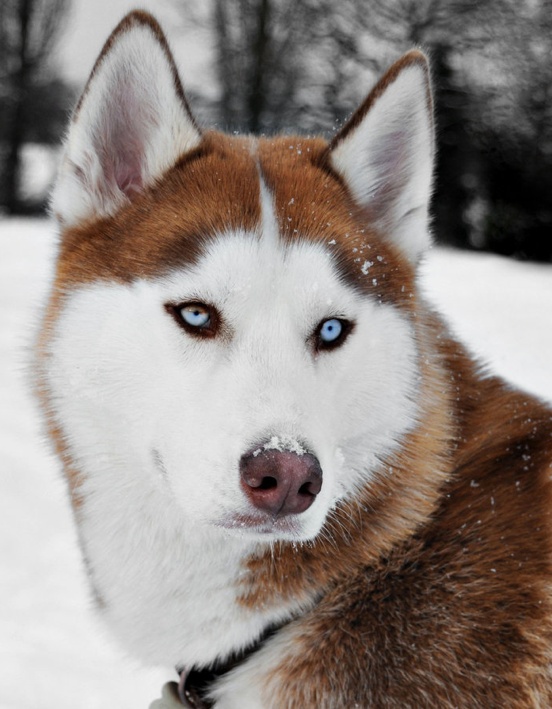 Beautiful Red Siberian Husky Dog Face Picture