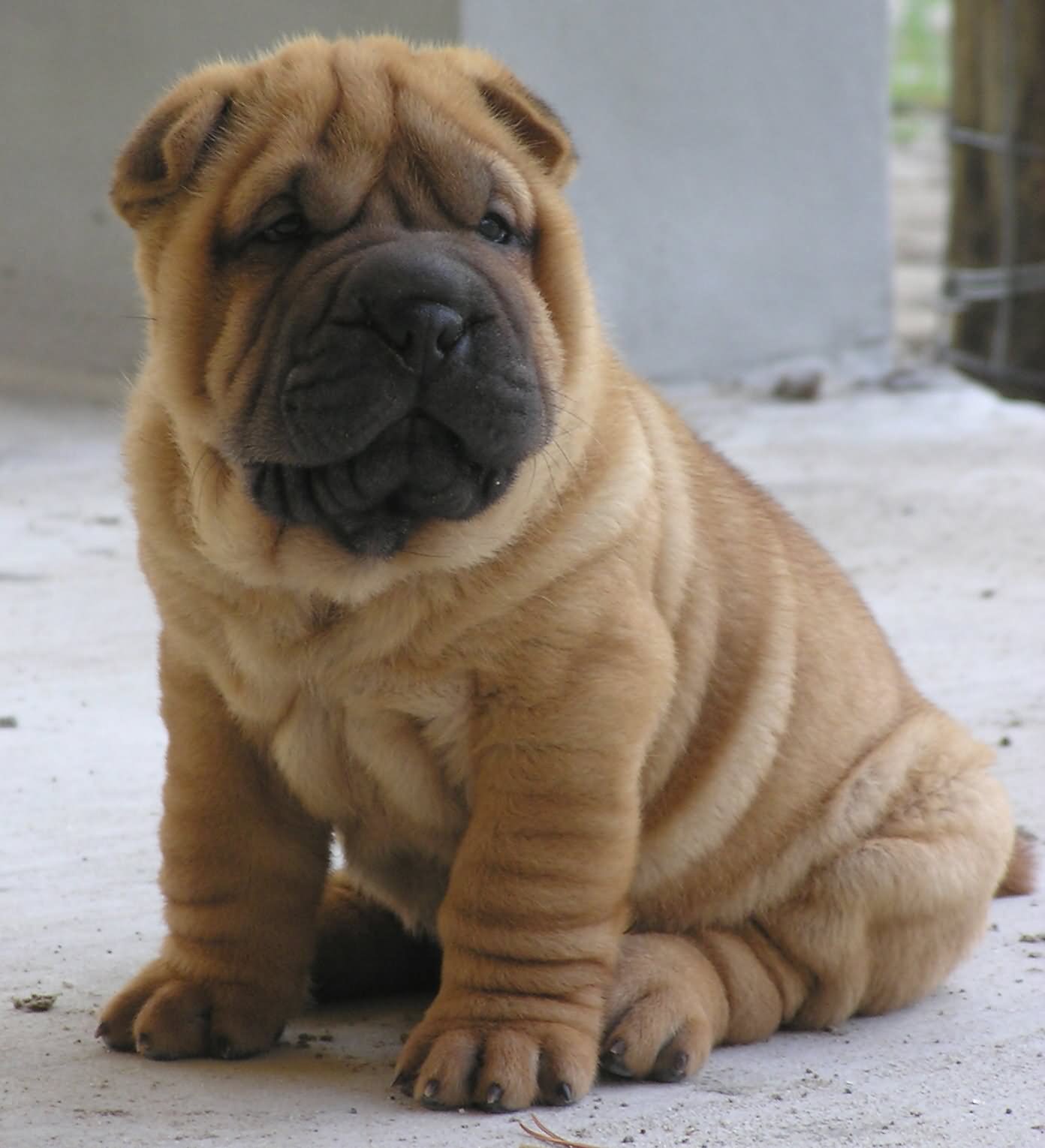 25 Most Cute Shar Pei Puppy Photos And Pictures