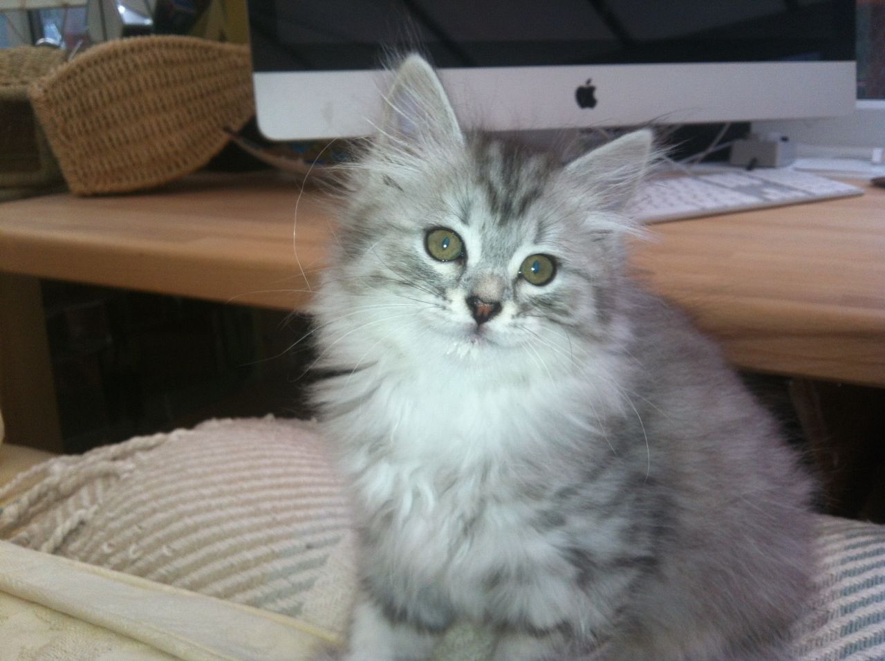 Beautiful Siberian Grey Kitten Sitting