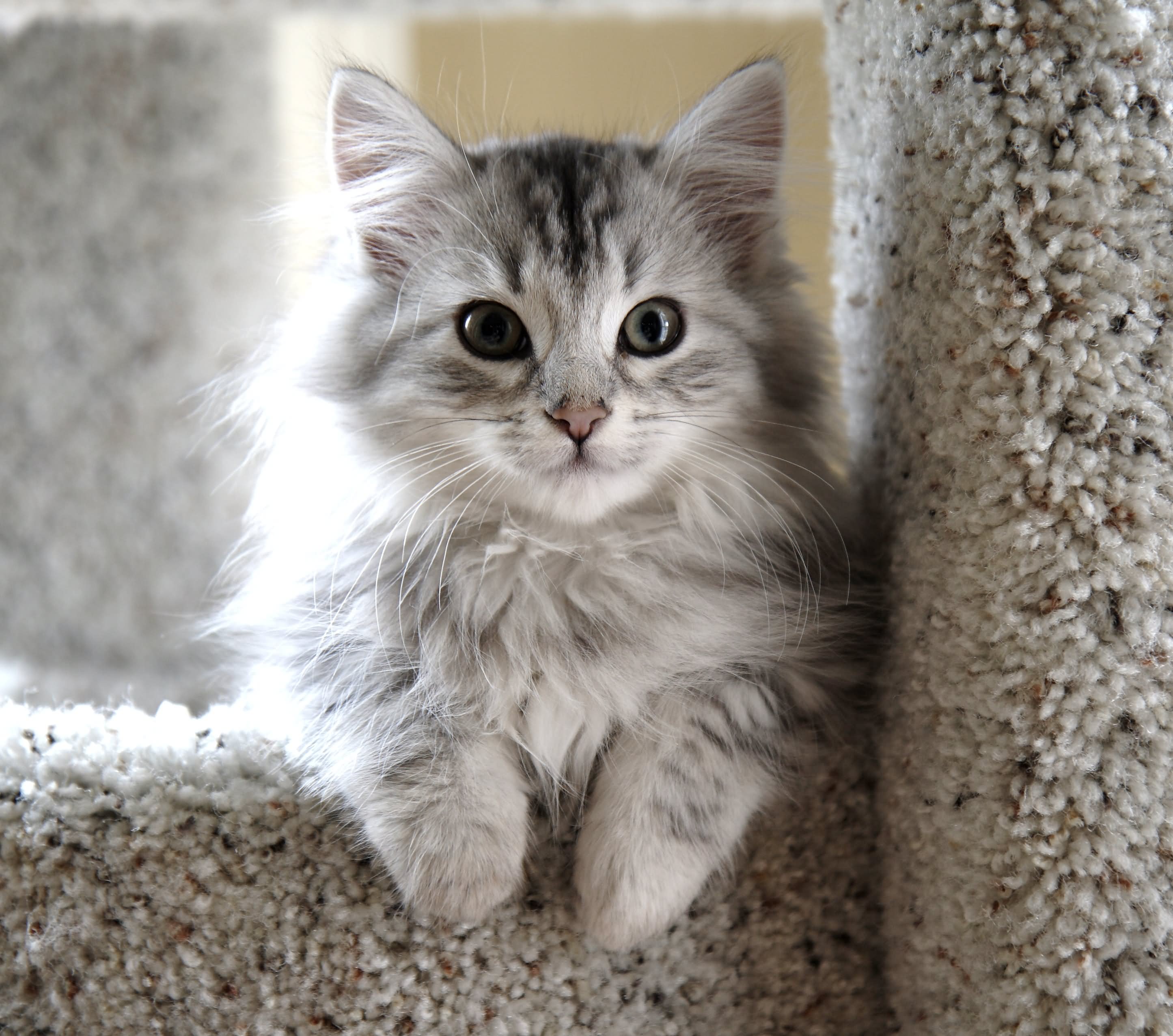 Beautiful Siberian Kitten Picture