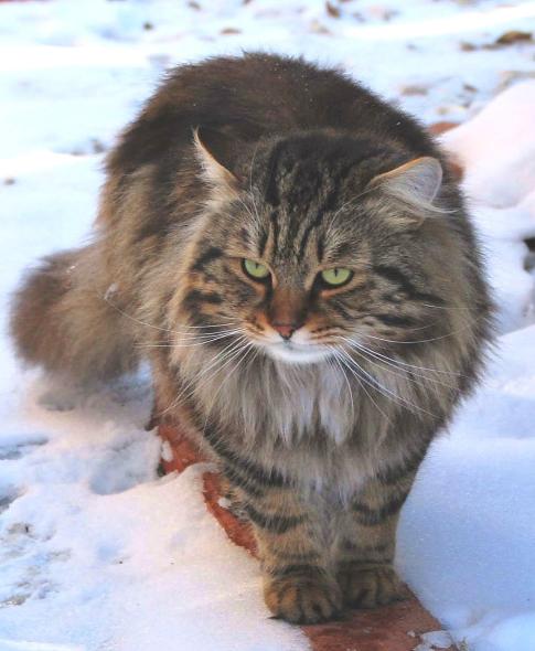 Beautiful Tabby Siberian Cat