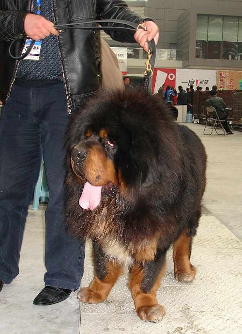 Beautiful Tibetan Mastiff Dog In Pet Show