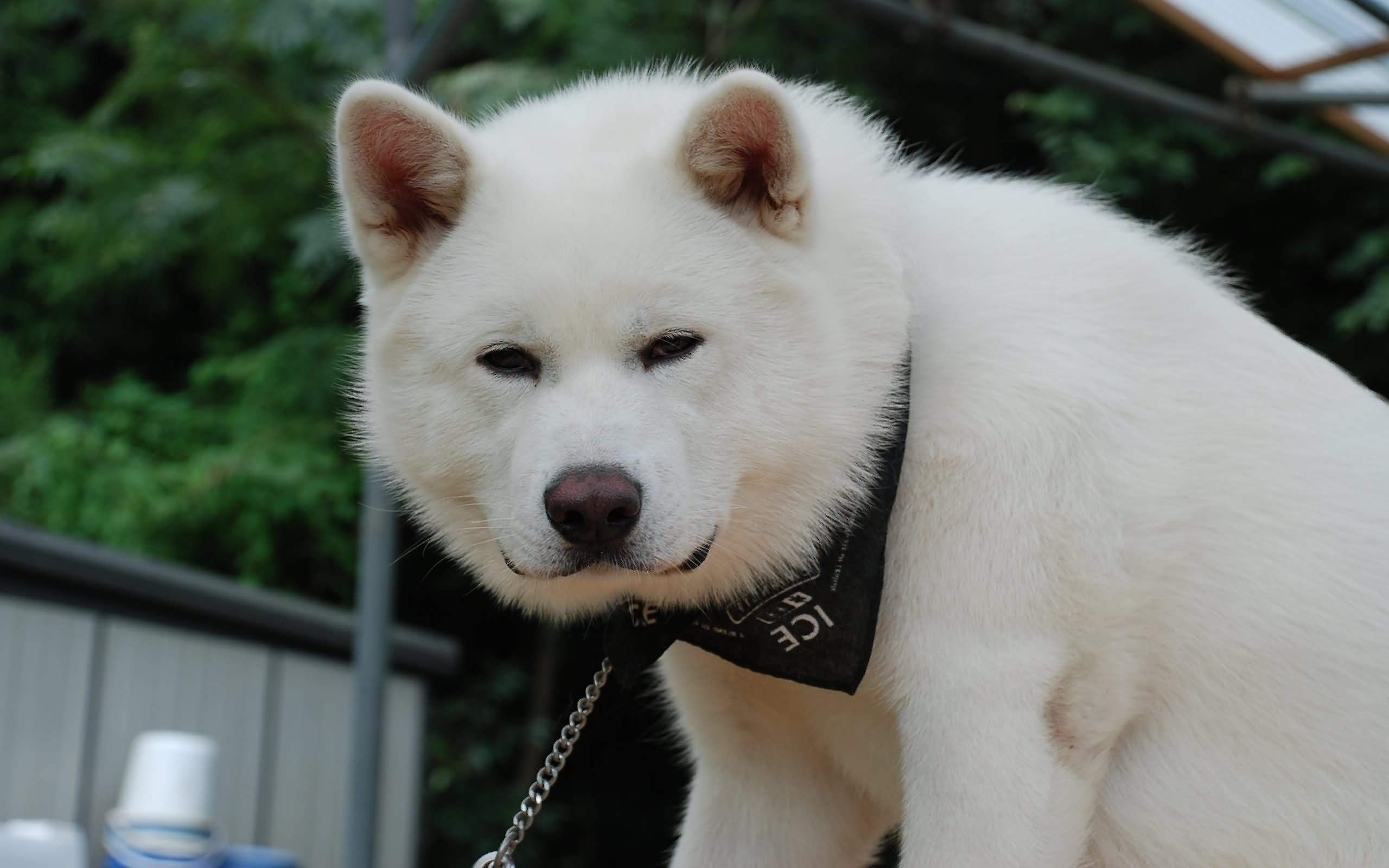 Beautiful White Akita Dog