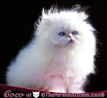 Beautiful White Fluffy Himalayan Kitten