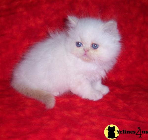 Beautiful White Himalayan Kitten