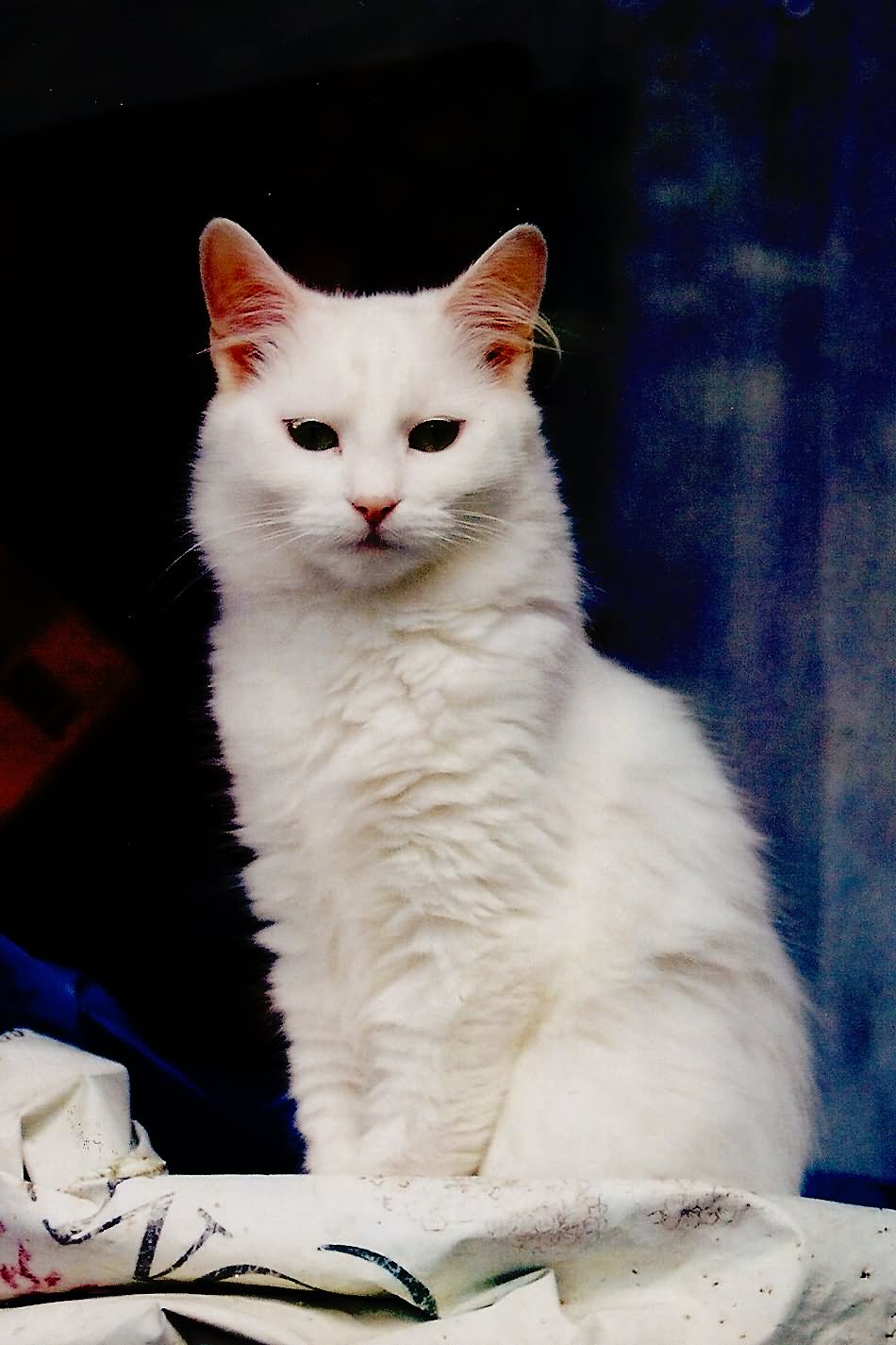 Beautiful White Manx Cat Sitting