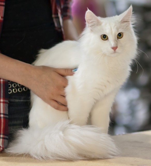 20 Very Beautiful White Norwegian Forest Cat Pictures And Photos