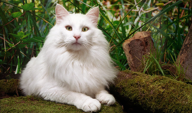 Beautiful White Norwegian Forest Cat Sitting
