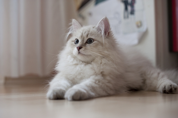 Beautiful White Siberian Cat Sitting