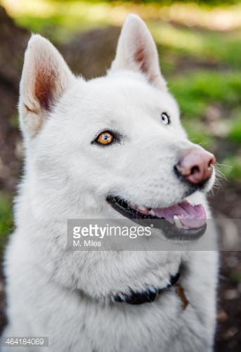 Beautiful White Siberian Husky Dog Picture