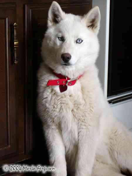 Beautiful White Siberian Husky Dog
