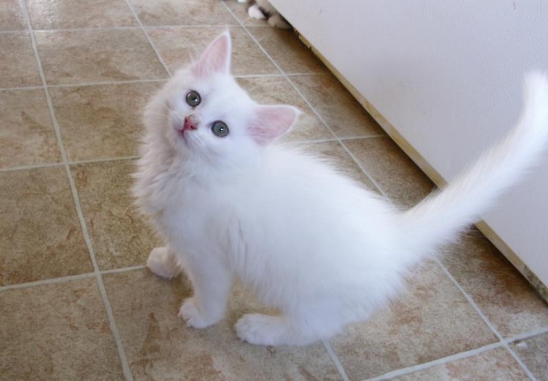 Beautiful White Siberian Kitten Looking Up