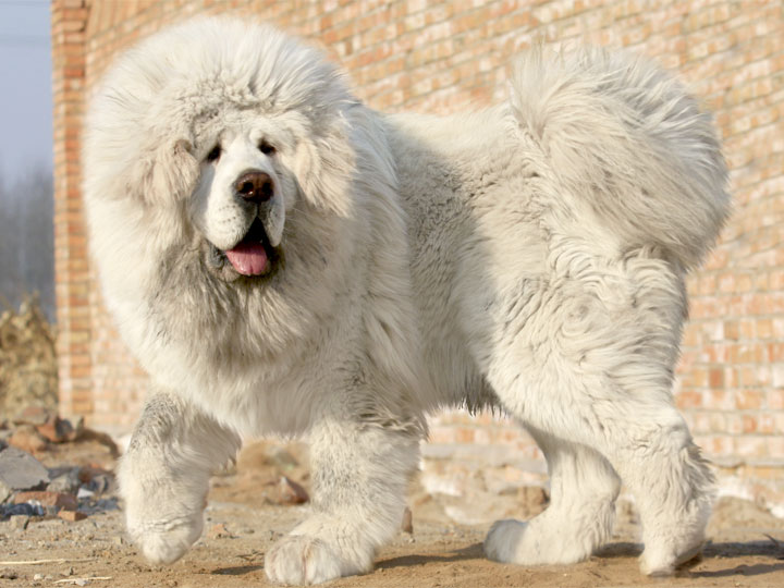 Beautiful White Tibetan Mastiff Dog Picture