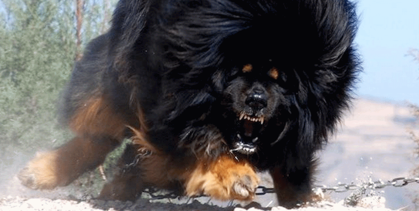 Black And Fawn Angry Tibetan Mastiff Dog