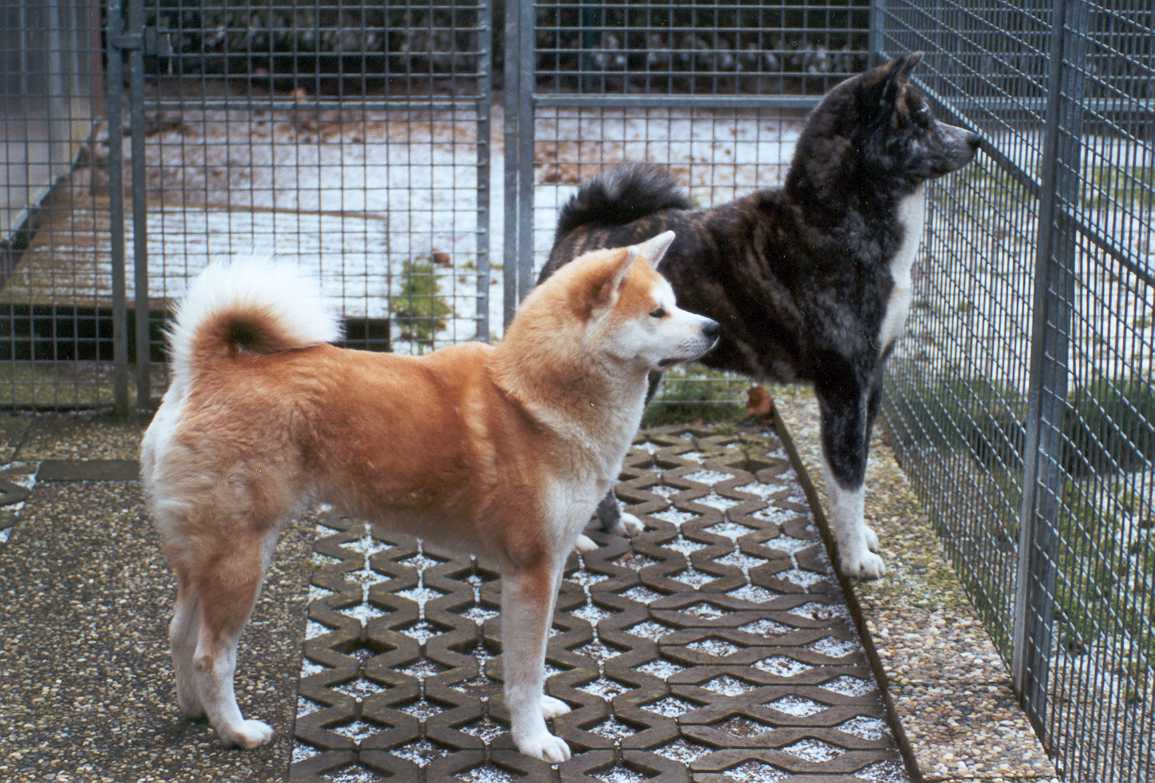 Black And Fawn Two Akita Dogs