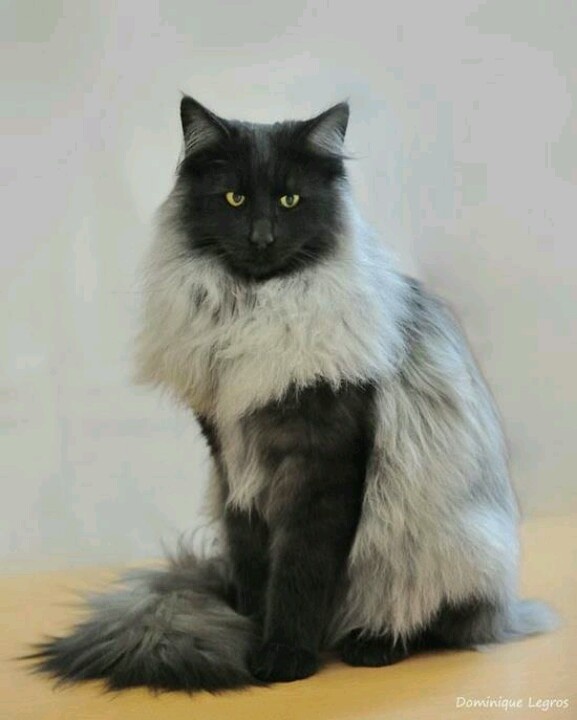 Black And Grey Norwegian Forest Cat Sitting